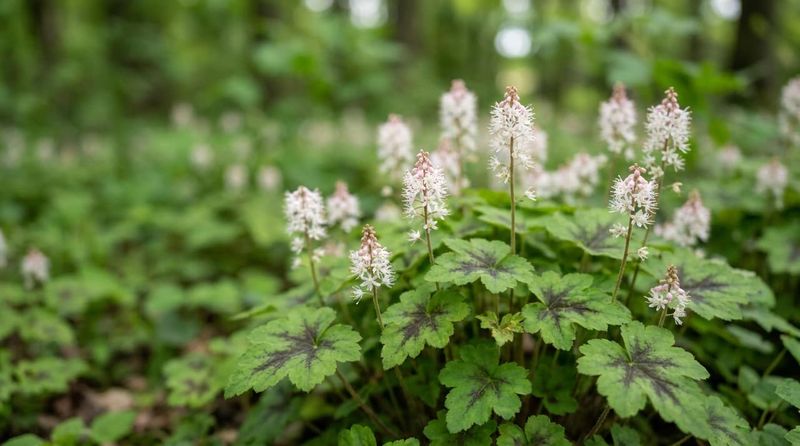 Foamflower Spreads By Runners In Shade