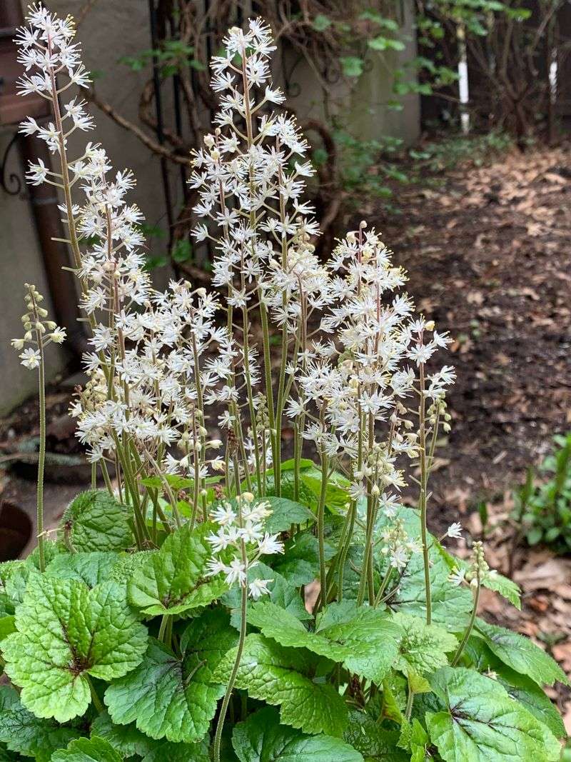 Foamflower (Tiarella Cordifolia) Foamflower (Tiarella Cordifolia)