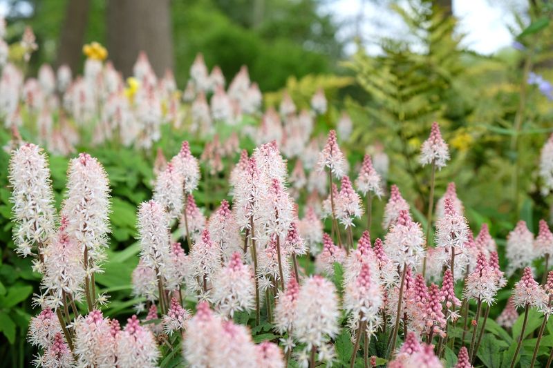 Foamflower (Tiarella Cordifolia)