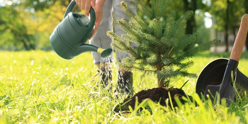 Focus On Newly Planted Trees And Shrubs Focus On Newly Planted Trees And Shrubs