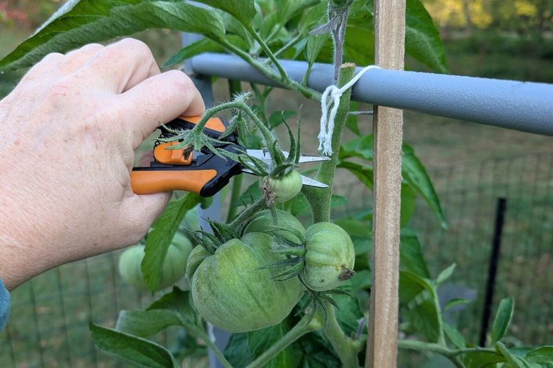 Focus The Plant On Existing Fruit Focus The Plant On Existing Fruit