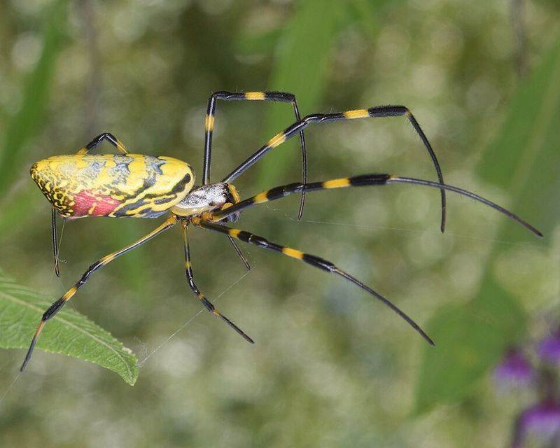 Focus Your Effort On Webs That Are Actually In The Way