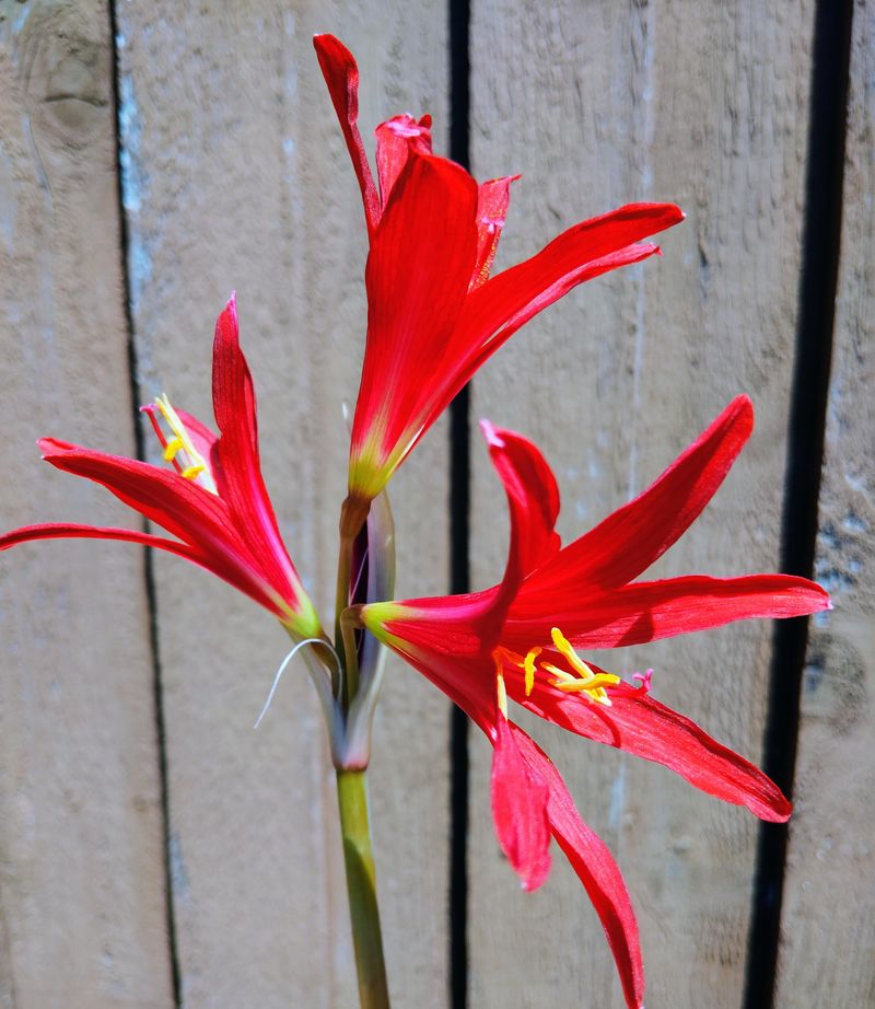 Foliage Follows Blooms Not The Other Way