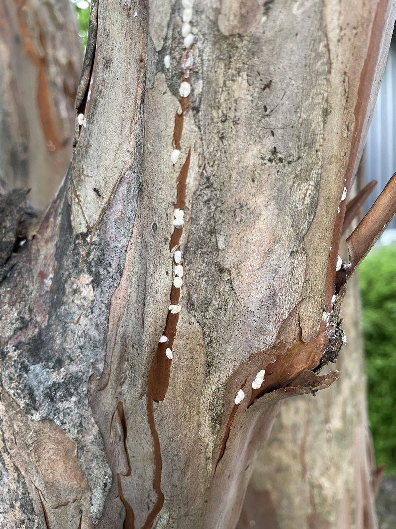 Follow Ant Trails Up The Trunk For Another Clue Follow Ant Trails Up The Trunk For Another Clue