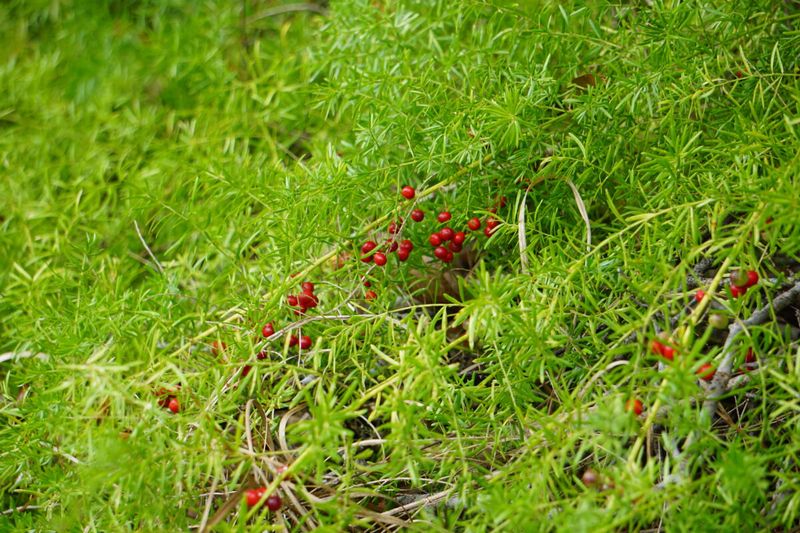 Follow Formal Rule Changes Instead Of Relying On Old Plant Lists Follow Formal Rule Changes Instead Of Relying On Old Plant Lists