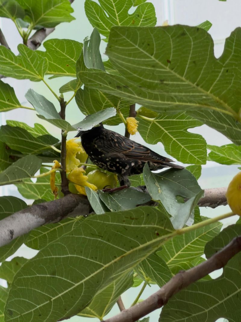 Follow The Birds, Bees, And Beetles To The Sweetest Fruit Follow The Birds, Bees, And Beetles To The Sweetest Fruit