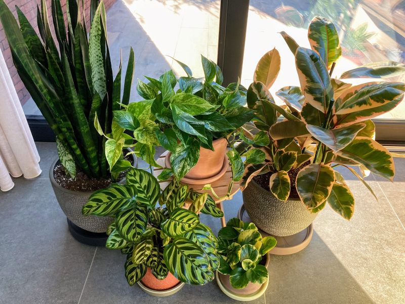 Follow The Needs Of Each Plant