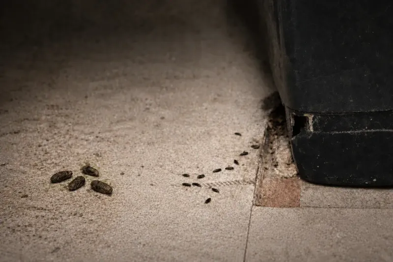 Follow The Rodents To Understand Why The Snake Showed Up