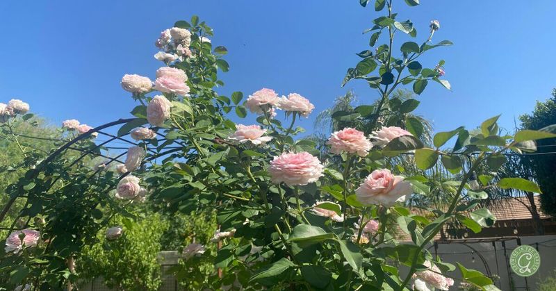 Follow the Low-Desert Rose Feeding Calendar