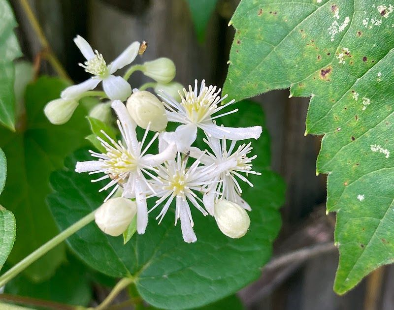 Food And Shelter For Pollinators And Birds Food And Shelter For Pollinators And Birds