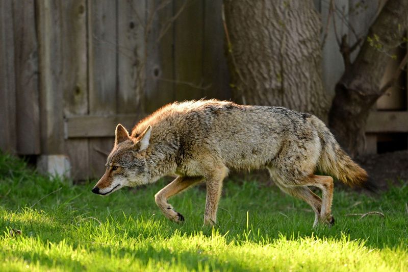Food Around Homes Can Encourage Coyotes To Come Closer Food Around Homes Can Encourage Coyotes To Come Closer