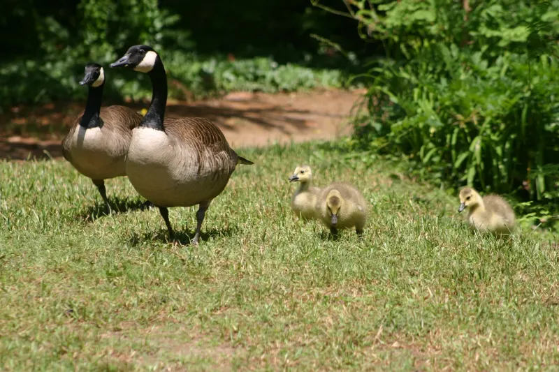 Food Availability Can Influence Movement