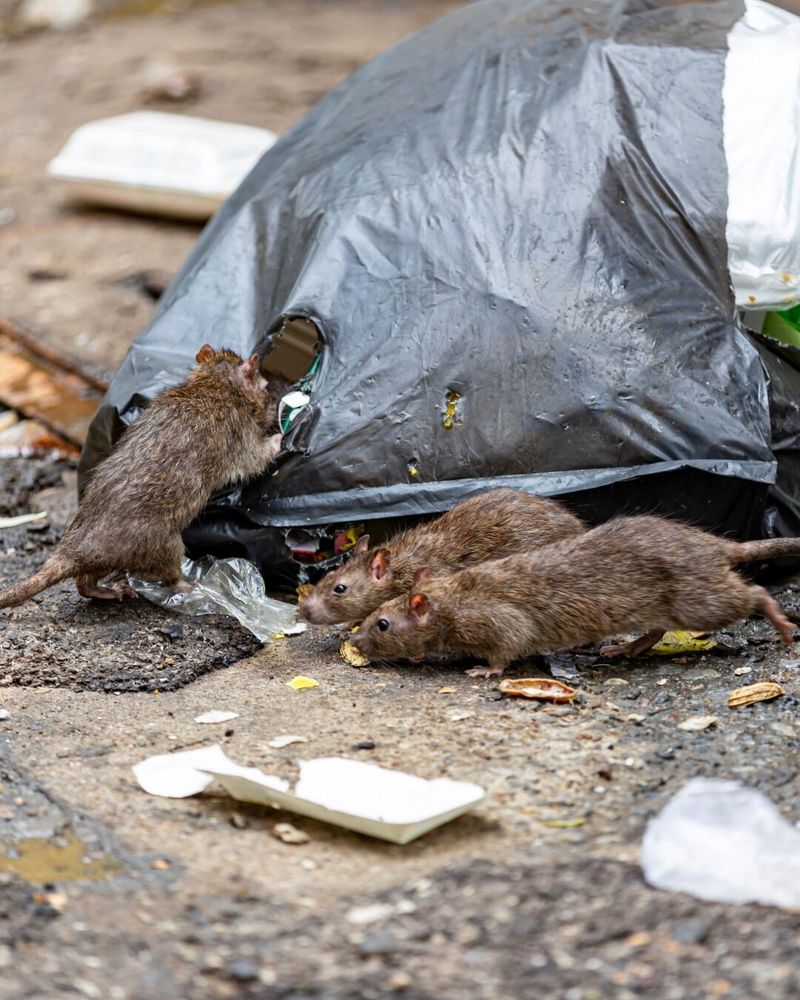 Food Becomes Harder To Find Outdoors Food Becomes Harder To Find Outdoors