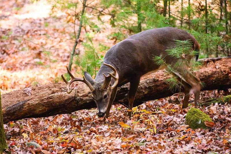 Food Becomes More Important Before Winter Food Becomes More Important Before Winter