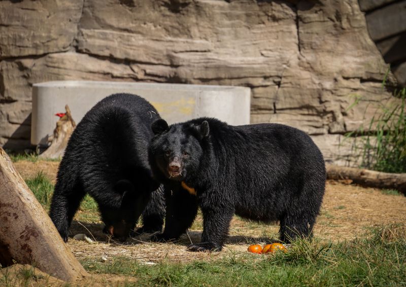 Food-Conditioned Bears Lose Their Natural Caution Food-Conditioned Bears Lose Their Natural Caution