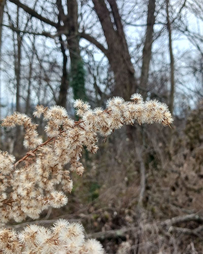 Food For Birds Through Fall And Winter Food For Birds Through Fall And Winter