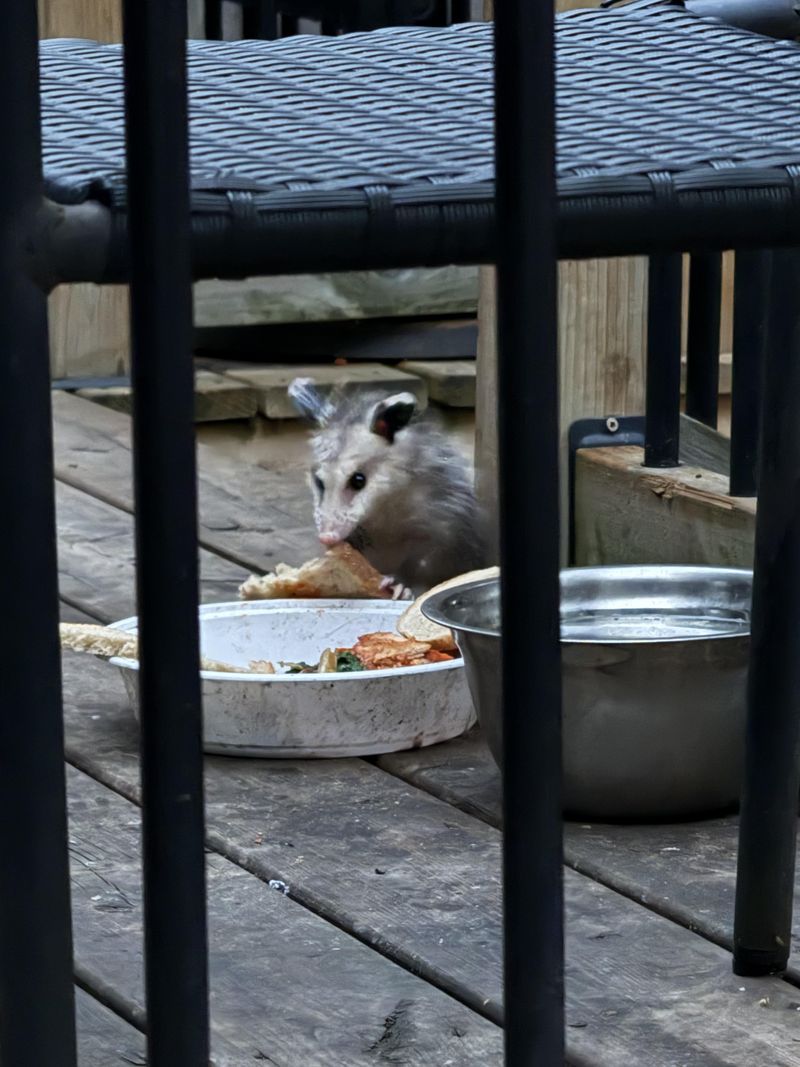 Food Scraps Left On Top Attract Wildlife Food Scraps Left On Top Attract Wildlife