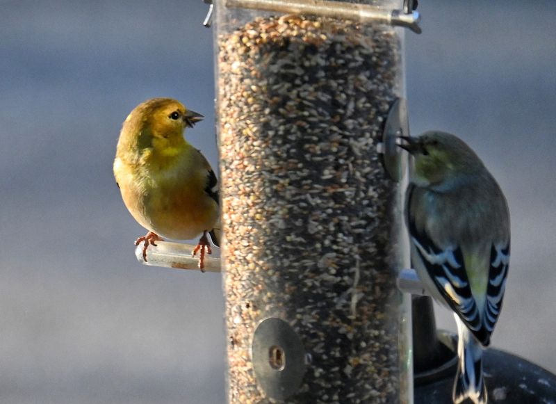 Food, Water, and Cover May Concentrate Arizona Birds