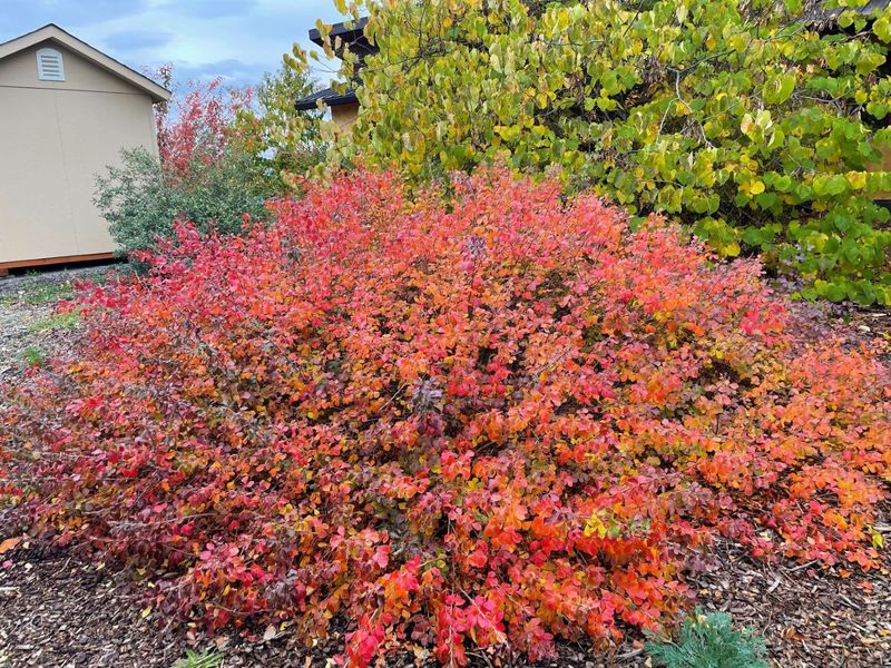 For Slopes And Low Borders, Fragrant Sumac Glows Orange-Red