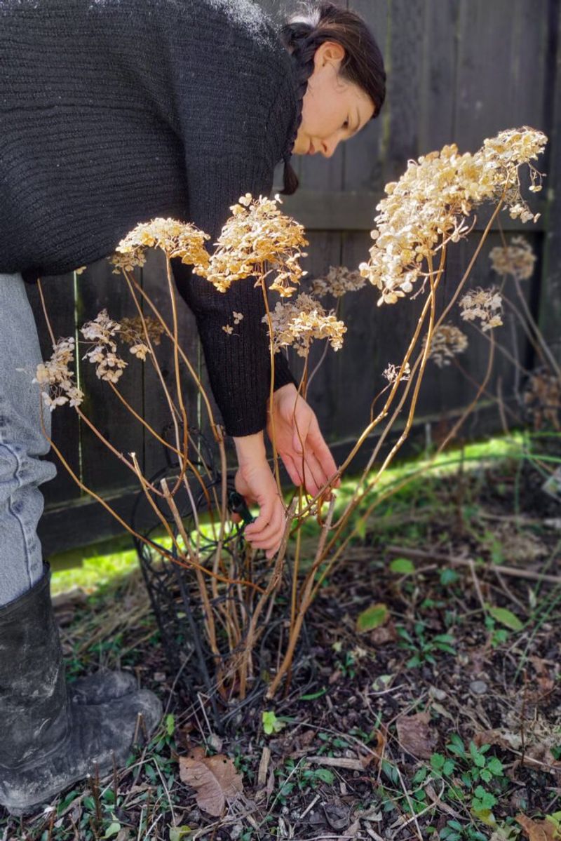 For old-wood or unidentified hydrangeas, leave healthy stems alone in fall