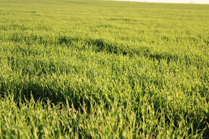 Forage Choices Feed Next Spring's Harvest
