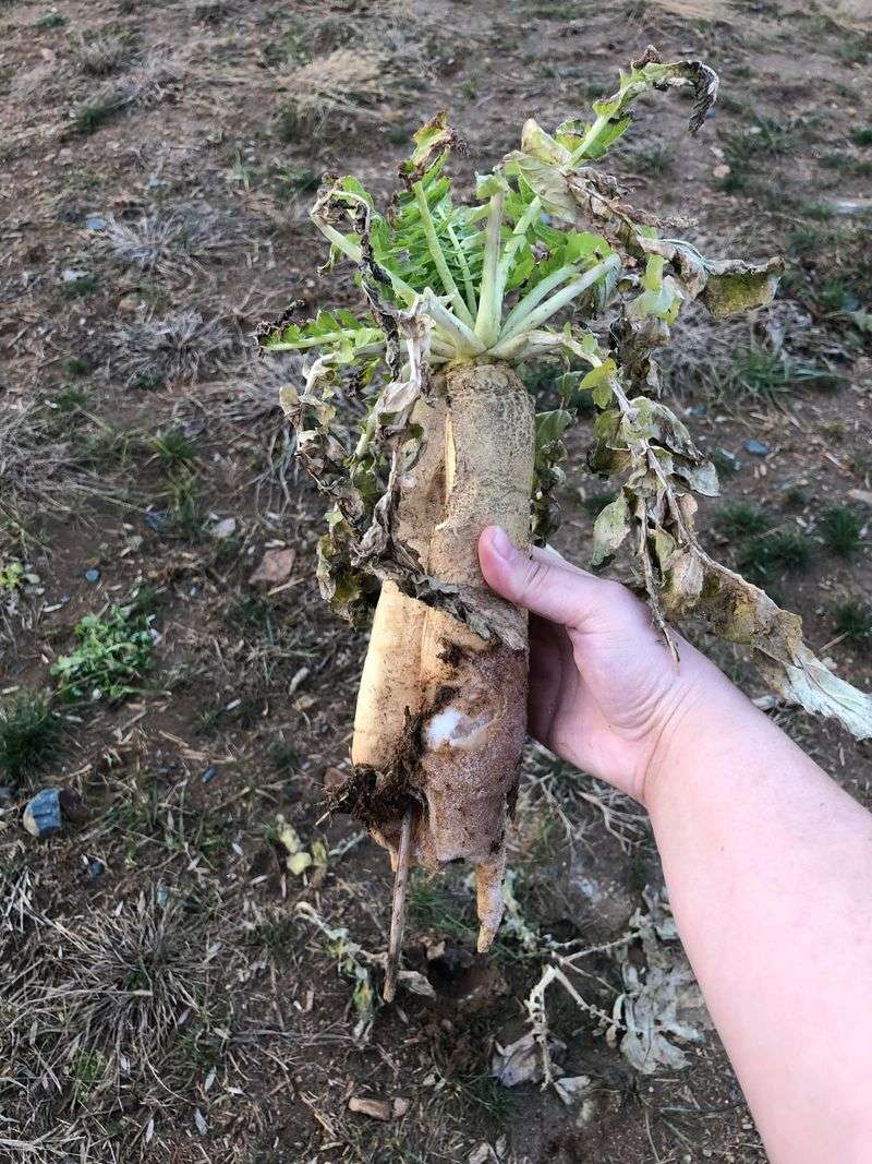 Forage Radish Sends Roots Into Compacted Soil