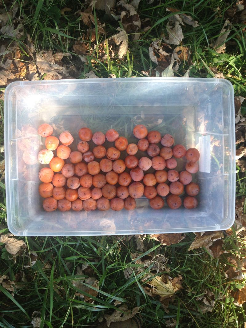 Forage only after confirming the species and site Forage only after confirming the species and site