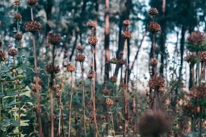 Foraging Ranges Widen As Flowers Fade Foraging Ranges Widen As Flowers Fade