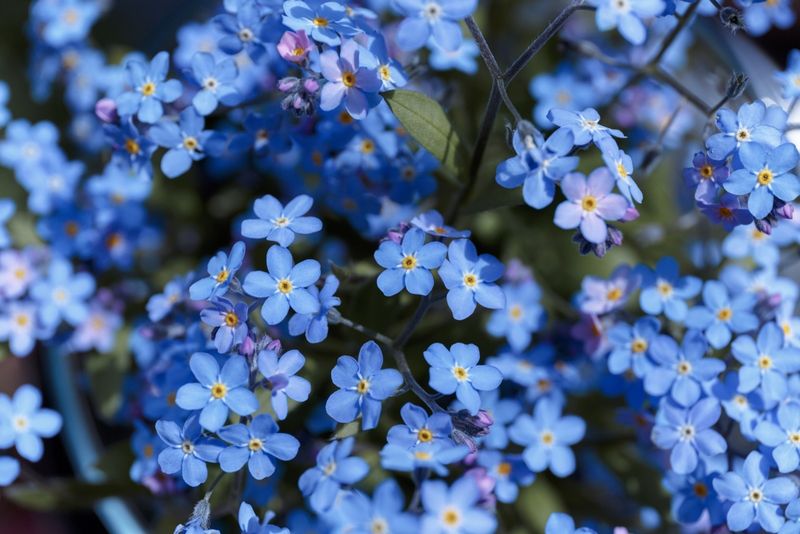 Forget-Me-Nots Thrive In Partly Shaded Beds Forget-Me-Nots Thrive In Partly Shaded Beds