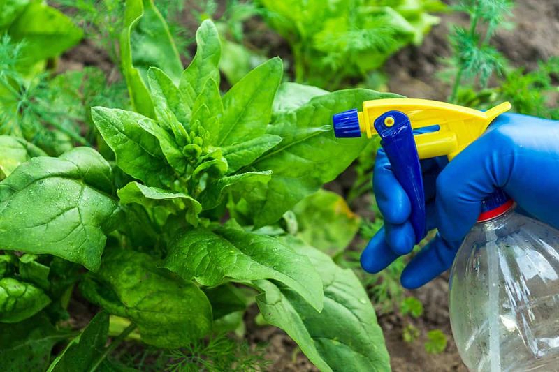 Forgetting About Fall Pests Forgetting About Fall Pests