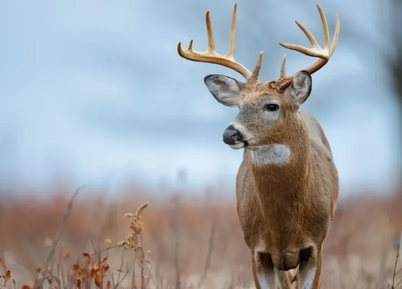 Forgetting About Hungry Deer