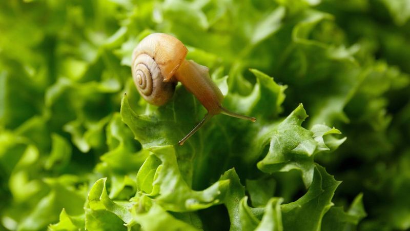 Forgetting Fall Pests Forgetting Fall Pests