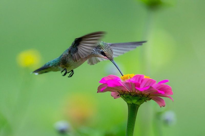 Forgetting That Flowers Are Their Natural Food Source