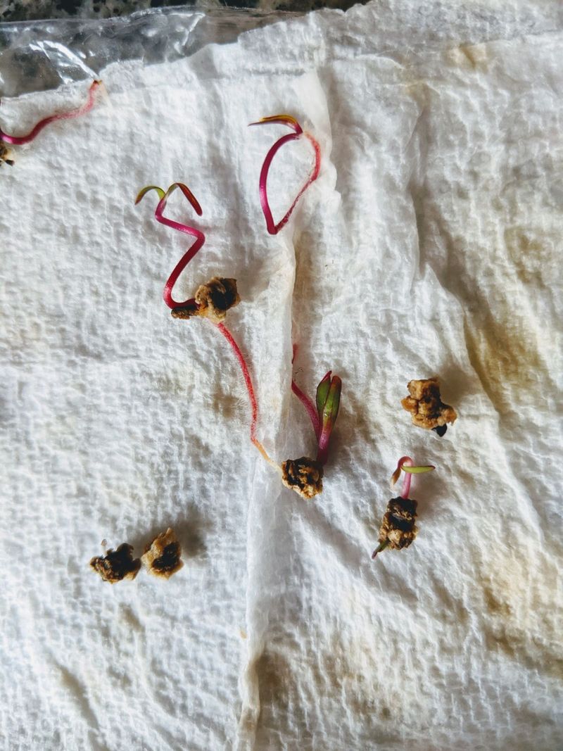 Forgetting To Test Old Seeds Forgetting To Test Old Seeds