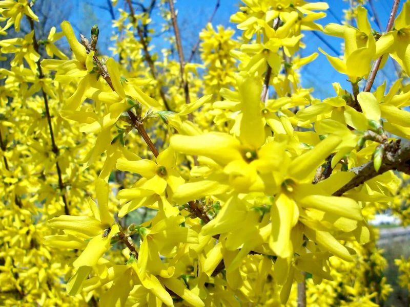 Forsythia Forsythia