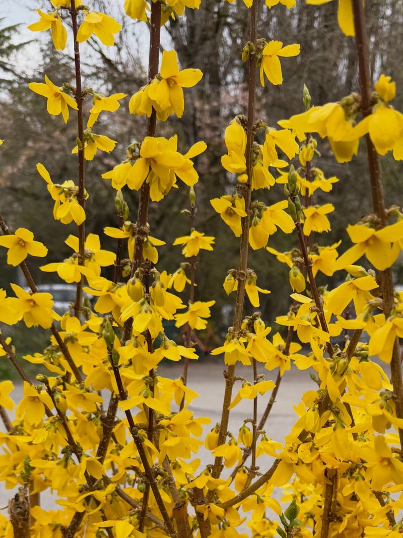Forsythia Blooms On Old Wood Forsythia Blooms On Old Wood