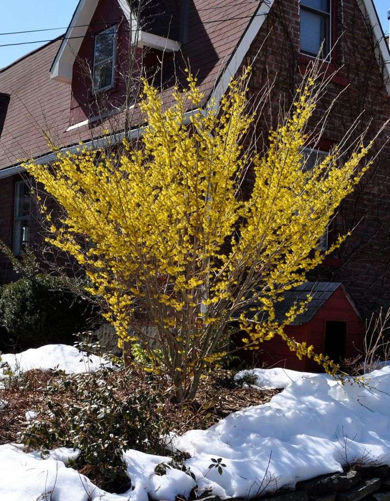 Forsythia Looks Better With Its Flowering Wood Intact Forsythia Looks Better With Its Flowering Wood Intact