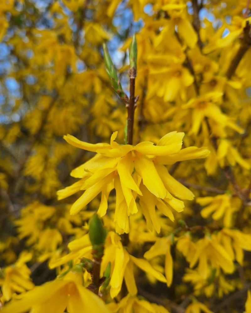 Forsythia Loses Its Gold To A September Snip