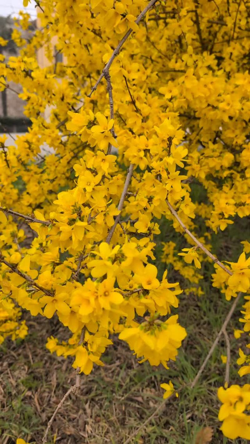 Forsythia Wands Already Hide April's Yellow Flowers Forsythia Wands Already Hide April's Yellow Flowers