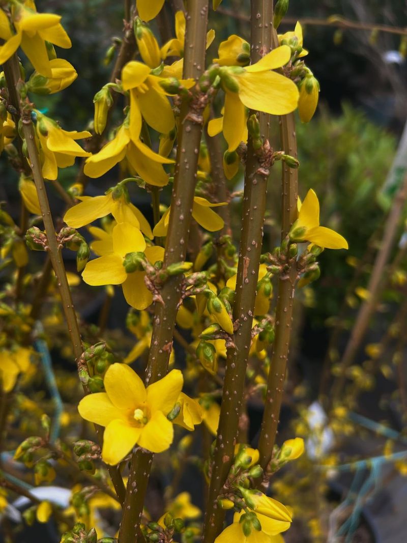 Forsythia Forsythia
