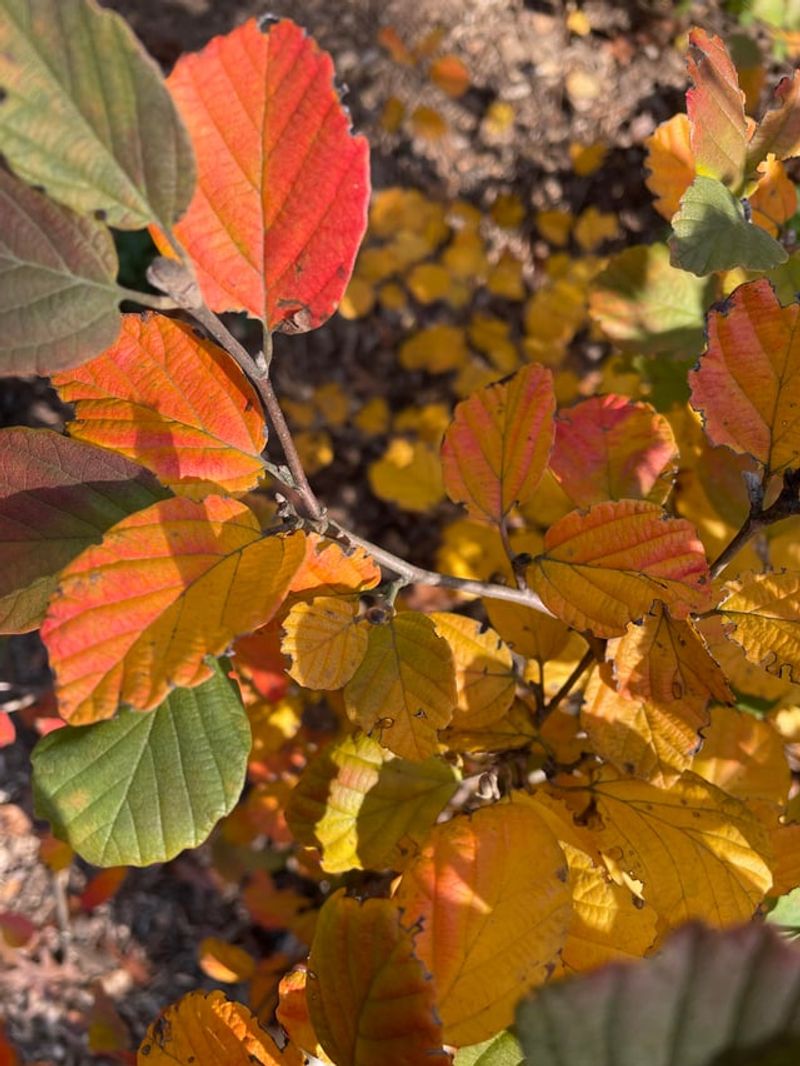 Fothergilla Adds Fall Color And Spring Blooms Fothergilla Adds Fall Color And Spring Blooms