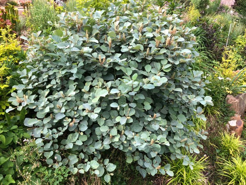 Fothergilla Brings Native Fall Color