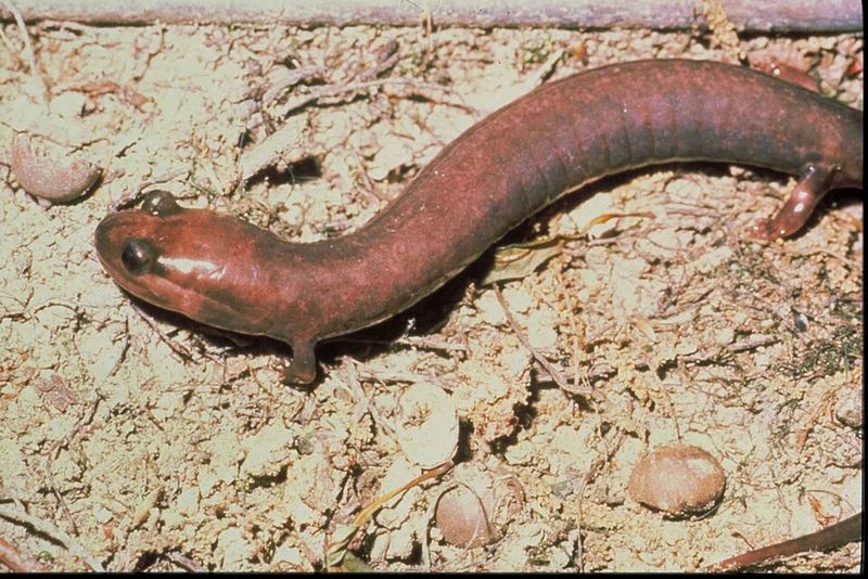 Found Only In One Corner Of Earth Found Only In One Corner Of Earth