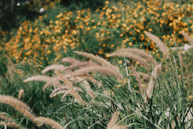 Fountain Grass For Fuzzy Bottlebrush Blooms