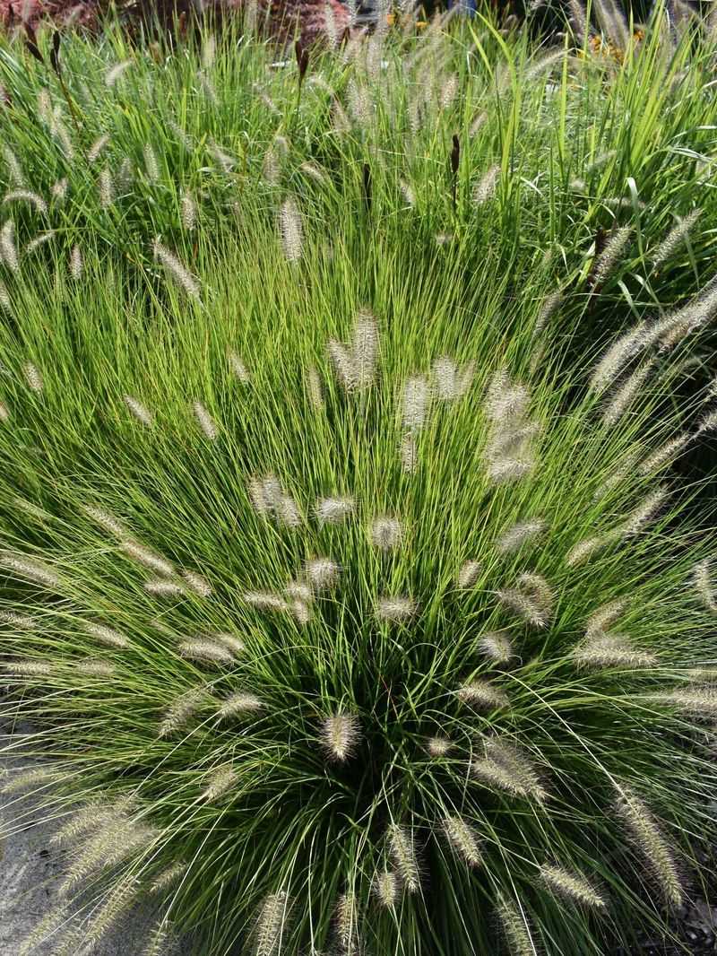 Fountain Grass (Pennisetum Alopecuroides) Fountain Grass (Pennisetum Alopecuroides)
