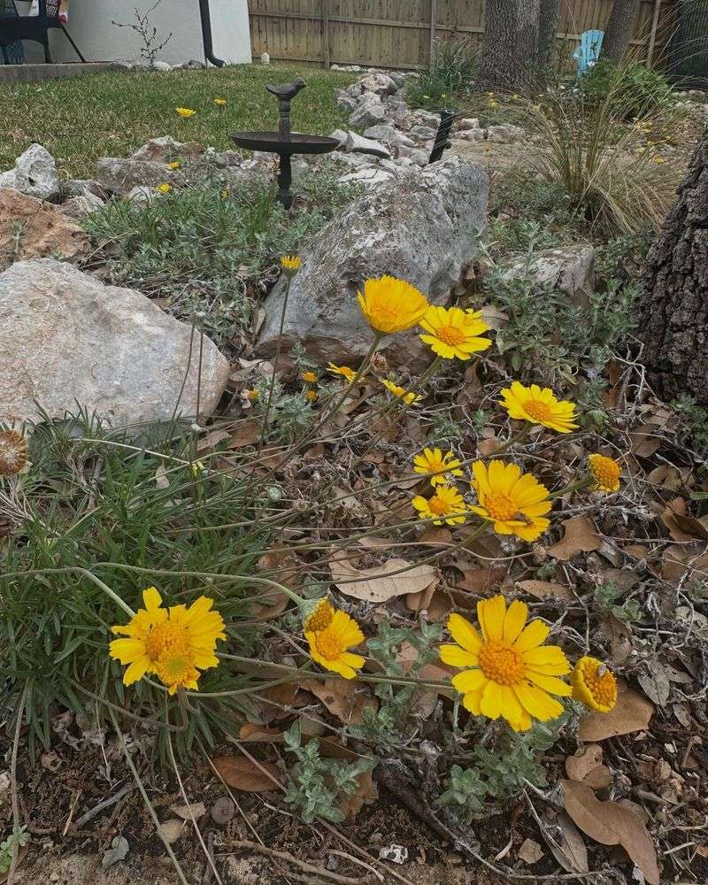 Four-Nerve Daisy Four-Nerve Daisy