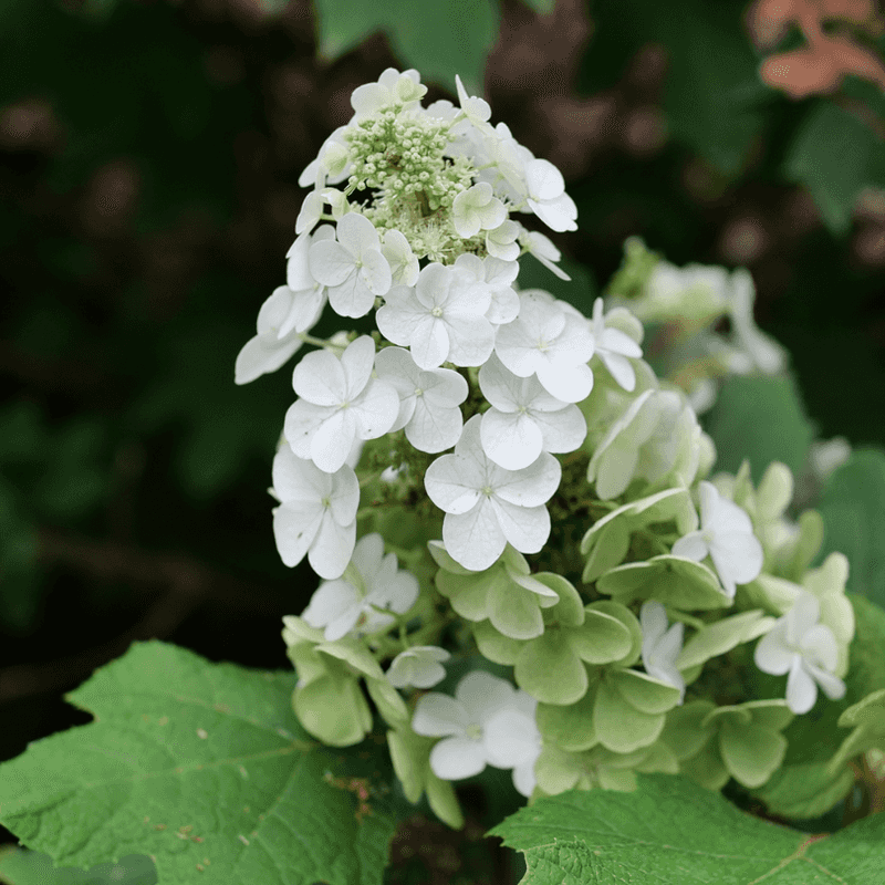 Four Seasons Of Interest In One Shrub