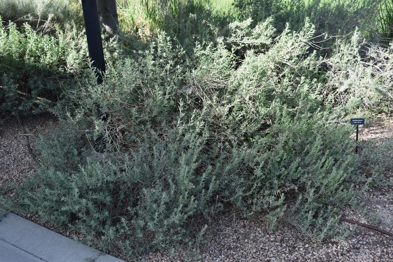 Fourwing Saltbush (Atriplex canescens) Fourwing Saltbush (Atriplex canescens)