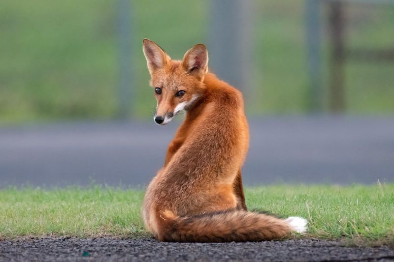 Fox Activity Usually Changes As The Young Grow Older