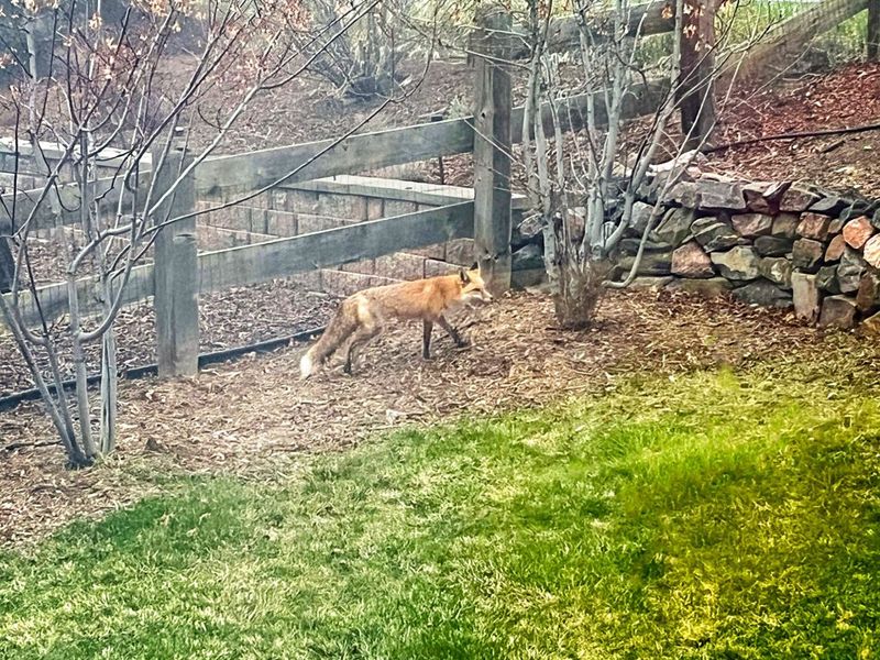 Foxes Often Hunt Around Dusk And Dawn Foxes Often Hunt Around Dusk And Dawn